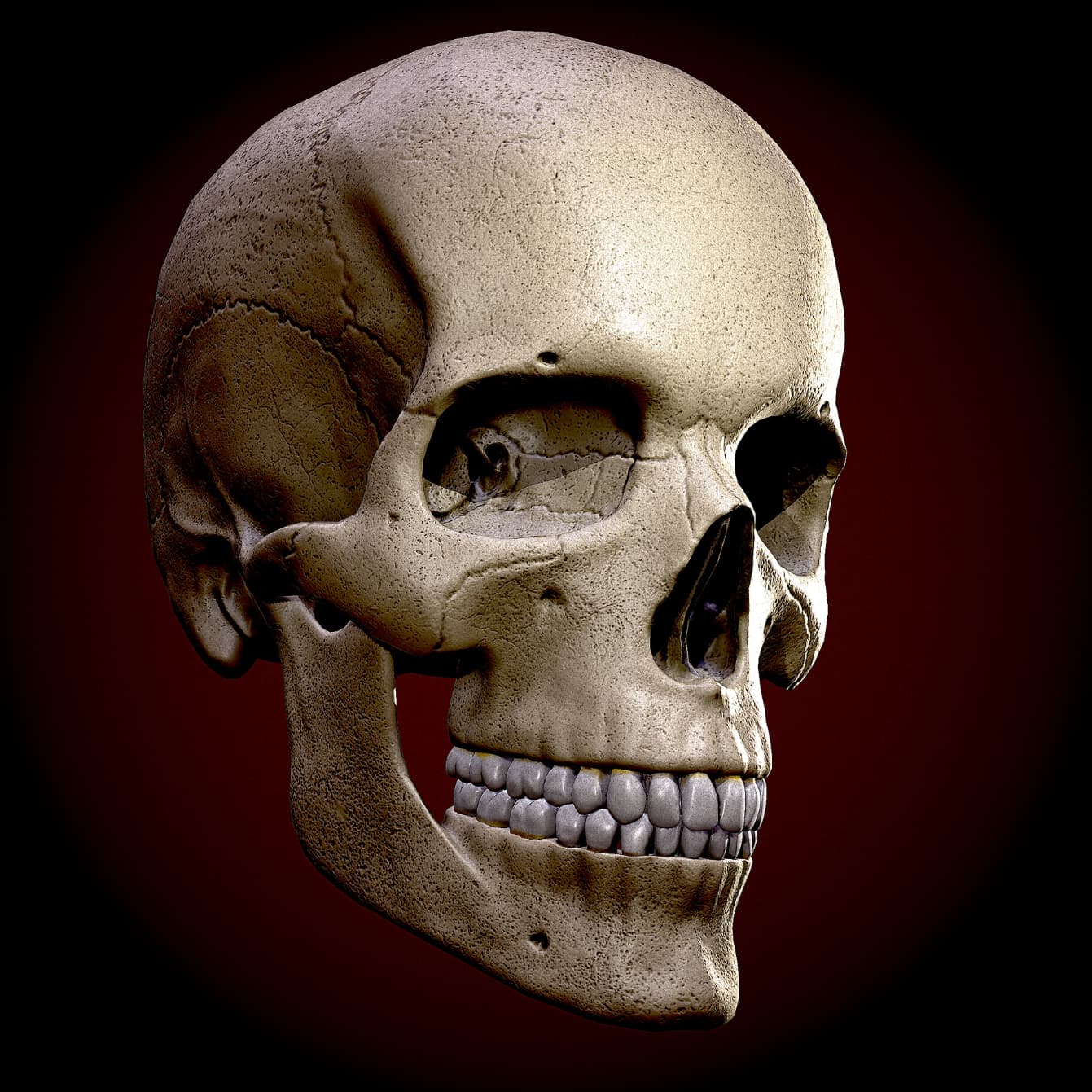 Skull